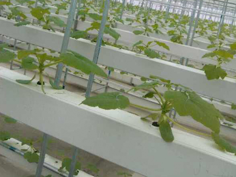 水培植物槽應用