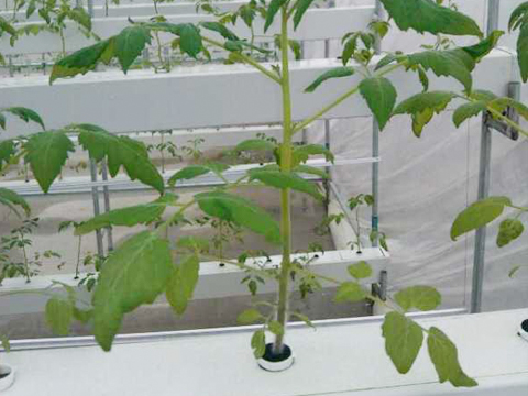 水培植物槽應用