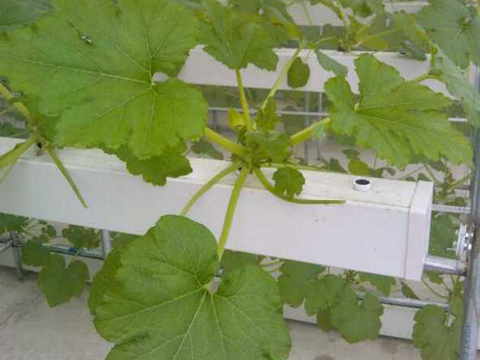 水培植物槽應用